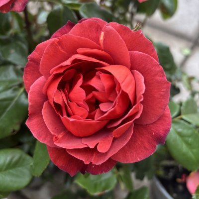 Rosa floribunda Hot Chocolate ® (Hot Cocoa)