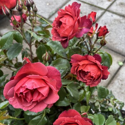 Rosa floribunda Hot Chocolate ® (Hot Cocoa)