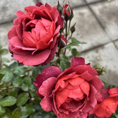 Rosa floribunda Hot Chocolate ® (Hot Cocoa)