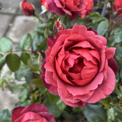 Rosa floribunda Hot Chocolate ® (Hot Cocoa)