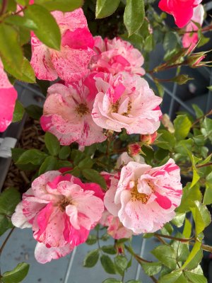 Rosa floribunda Mind Games ®