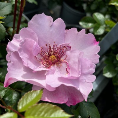 Rosa floribunda Odyssey ™