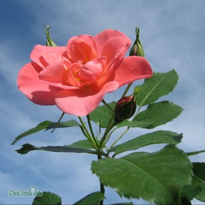 Rosa floribunda Solliden (Fredensborg) ™ C4