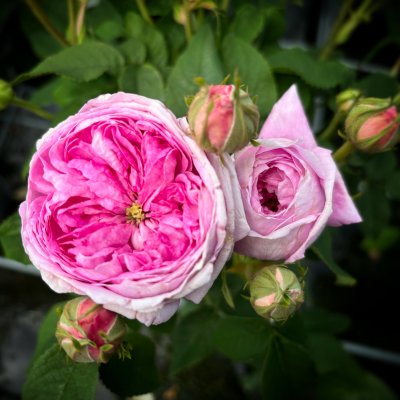 Rosa gallica Aimable Amie