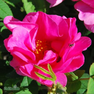 Rosa gallica Officinalis C4