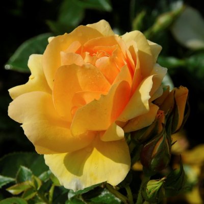 floribunda Hansestadt Rostock ® (Tan04603), Floribundaros, C4