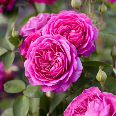 floribunda Heidi Klum Rose ® (Tan00681), Floribundaros, C4