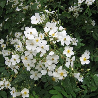 helenae Aksel Olsen, Honungsros/Klätterros, C4