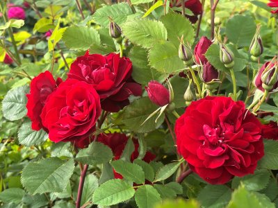Rosa Hope for Humanity, Kanadensisk Buskros