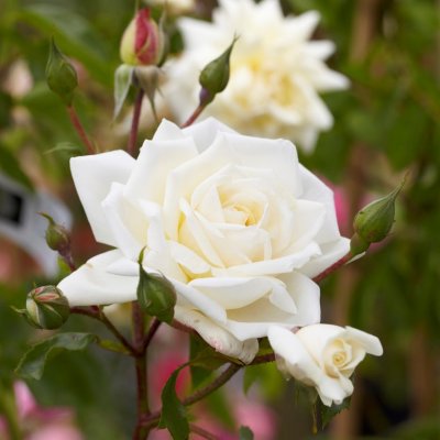 kordesii Ilse Krohn Superior, Klätterros/Buskros, barrot 1st