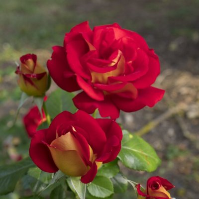 floribunda Ketchup & Mustard ®,Floribundaros, barrot 1st