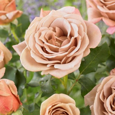 floribunda Koko Loko ® (Wekbijou, Soul Sister), Floribundaros, C4