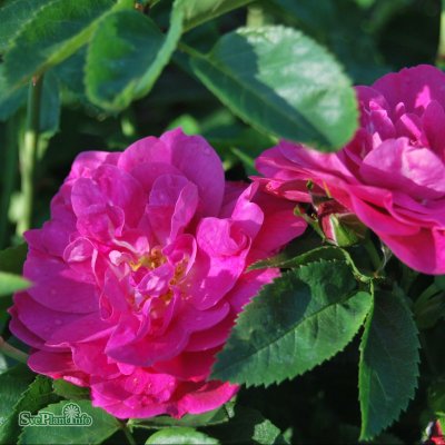 Rosa kordesii Henry Kelsey C4