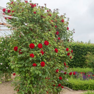 kordesii Amadeus (Korlabriax), Klätterros, C4