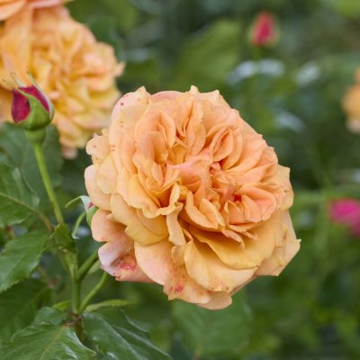 Rosa La Villa Cotta ®