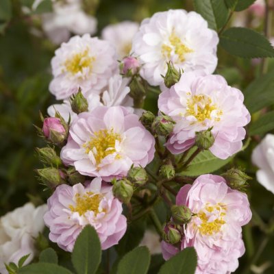 Little Rambler ®, Klätterros