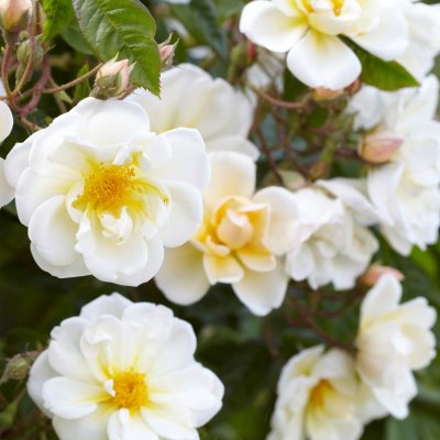 helenae Lykkefund, Honungsros/Klätterros