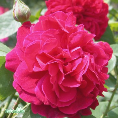 Rosa austin L. D. Braithwaite ® (Auscrim) C6