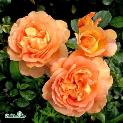 Rosa austin Lady of Shalott (Ausnyson) C6