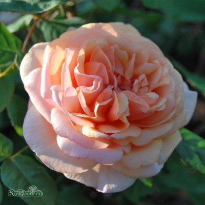 Rosa austin Leander (Auslea) C6