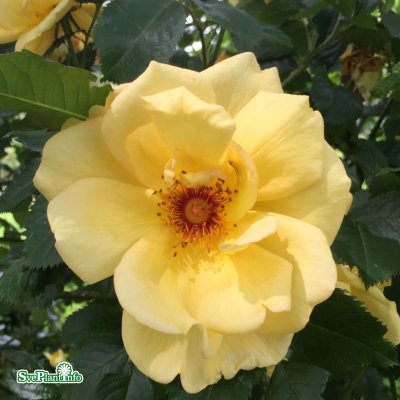 Rosa Maigold C4