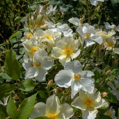 austin Kew Gardens (Ausfence), Engelsk Buskros, C6
