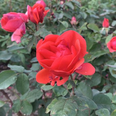 Morden Fireglow, Kanadensisk Buskros, barrot 1st