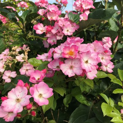 multiflora Valdemar, Klätterros, C4