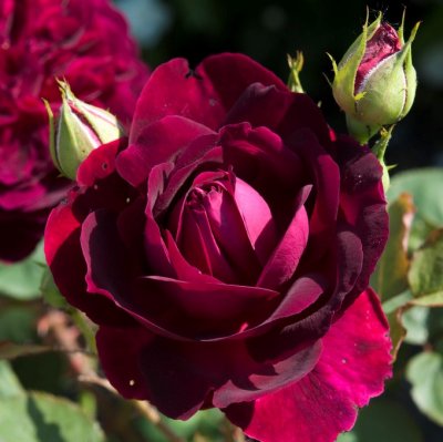 austin Munstead Wood ™ (Ausbernard), Engelsk Buskros, barrot 1st