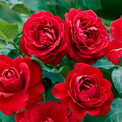 floribunda Nina Weibull ®, Rabattros, barrot 1st