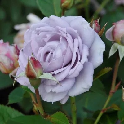 Floribundaros, barrot - Rosa floribunda Novalis &reg;