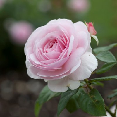 austin Olivia Rose (Ausmixture), Engelsk Buskros, C6