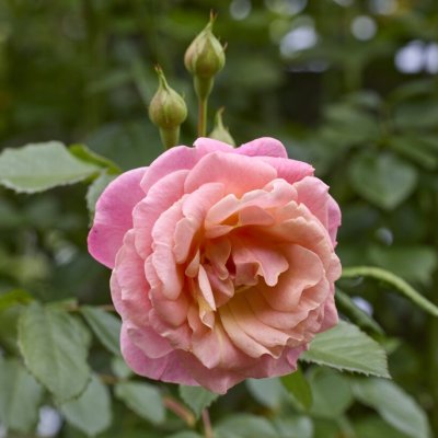 Rosa tehybrid Peach Melba ®