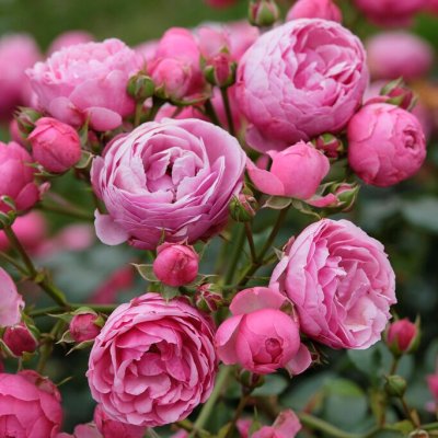 floribunda Pomponella ®, Floribundaros, barrot 1st