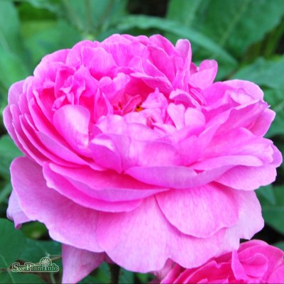 Rosa portland Madame Boll C4