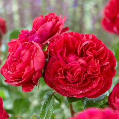 floribunda Leonardo da Vinci Red ® (Meiangele), Floribundaros, C4