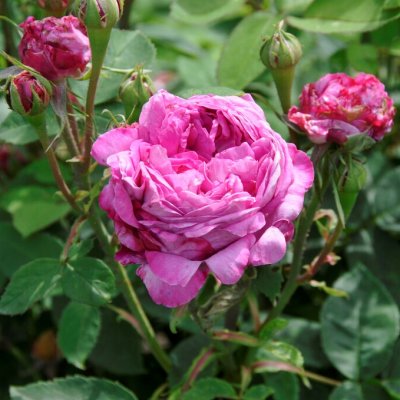 remontant Reine des Violettes, Remontantros, C4