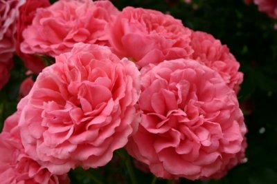 Rosarium Uetersen, Buskros/Klätterros, C4