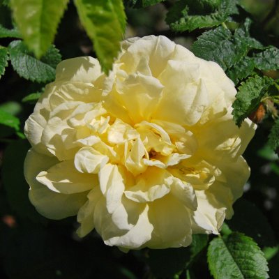 rugosa Agnes, Rugosaros, C4