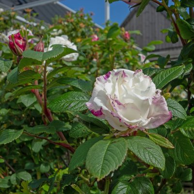 Rosa rugosa Louise Bugnet, Kanadensisk Buskros 10-pack, 30-50 barrot