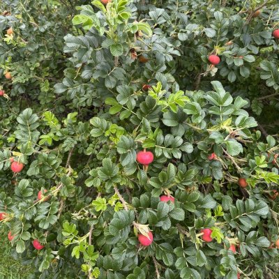 Rosa rugosa Fru Dagmar Hastrup