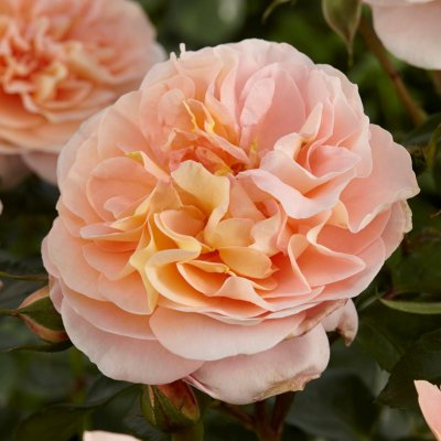 floribunda Sangerhauser Jubiläumsrose, Floribundaros, C4