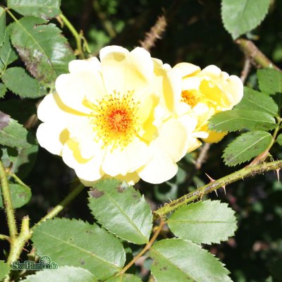 Rosa spinosissima Aïcha C4