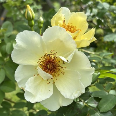 Rosa spinosissima Aïcha