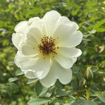 Rosa spinosissima Aïcha