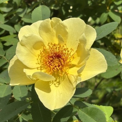 Rosa spinosissima Aïcha