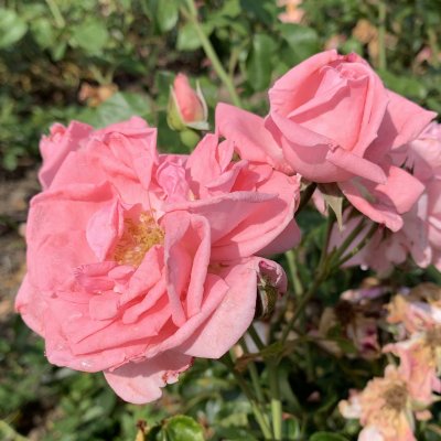 Coral Dawn, Klätterros, C4