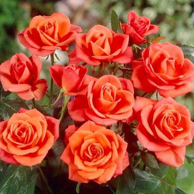 tehybrid Super Star (Tropicana, Tanorstar), Tehybridros, barrot 1st