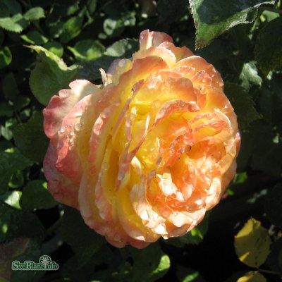 Rosa tehybrid Peer Gynt ® C4