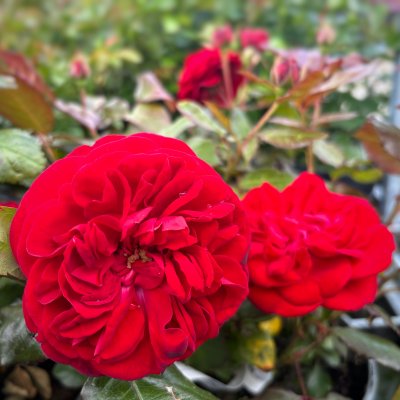 Rosa tehybrid Admiral ®